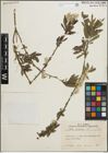 Foto von Salix purpurea L.